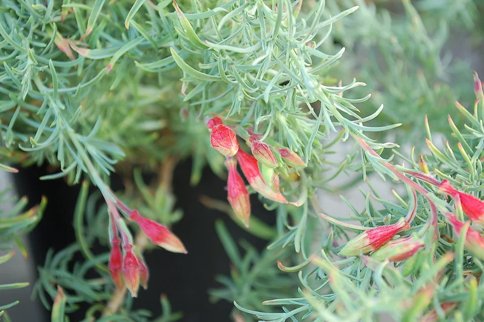 Epilobium canum 'Hollywood Flame' - Hollywood Flame California Fuchsia