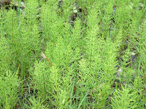 Equisetum arvense - Common Horsetail