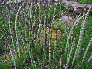 Equisetum hyemale - Horsetail