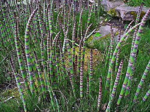 Equisetum hyemale - Horsetail