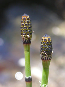 Equisetum laevigatum - Smooth Horsetail