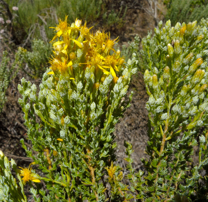 Ericameria ericoides - Mock Heather