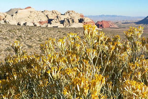 Ericameria nauseosa - Rubber Rabbitbush