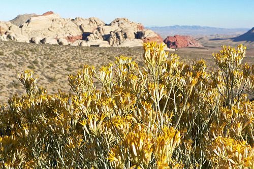 Ericameria nauseosa - Rubber Rabbitbush