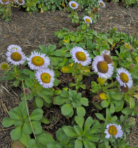 Erigeron glaucus - Seaside Daisy