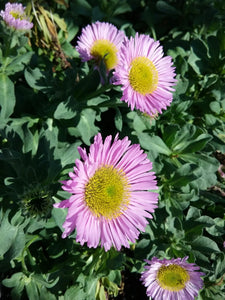 Erigeron glaucus 'Sea Breeze' - Sea Breeze Seaside Daisy