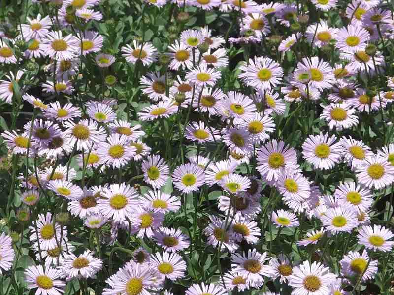 Erigeron glaucus 'Wayne Roderick' - Wayne Roderick Seaside Daisy