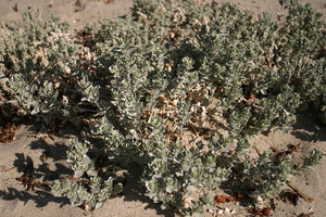 Eriogonum cinereum - Ashyleaf Buckwheat