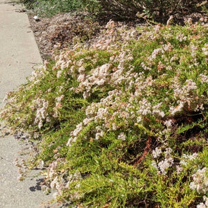 Eriogonum fasciculatum 'Warriner Lytle' - Warriner Lytle Buckwheat