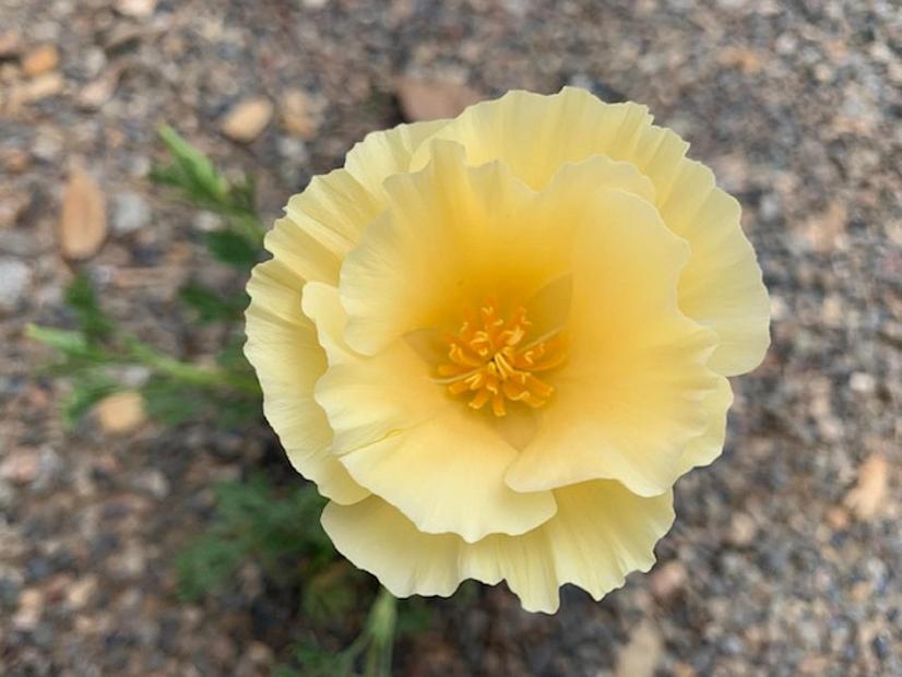 Eschscholzia californica 'Alba' - Alba California Poppy