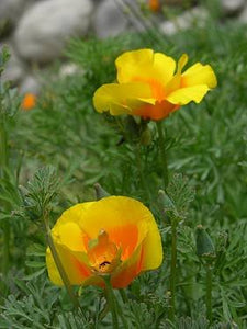 Eschscholzia californica var. maritima - Coastal California Poppy