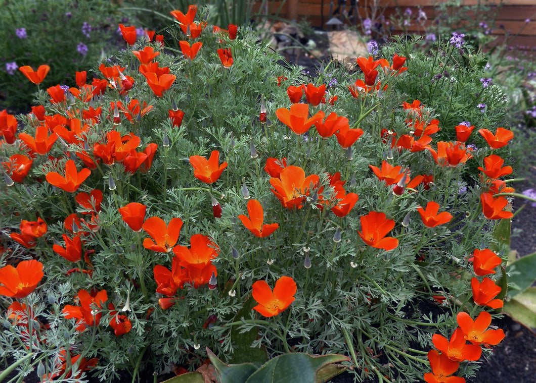 Eschscholzia californica 'Red Glow' - Red Glow California Poppy