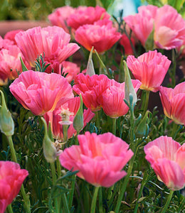 Eschscholzia californica 'Rose Chiffon' - Rose Chiffon California Poppy