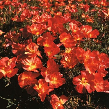 Eschscholzia californica 'Strawberry Fields'