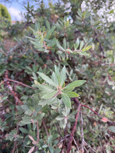 Load image into Gallery viewer, Arctostaphylos 'Pacific Mist' - Pacific Mist Manzanita
