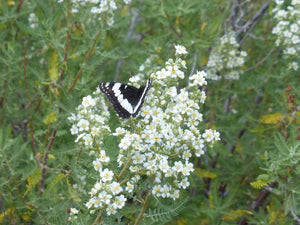 Chamaebatiaria millefolium- Fern Bush