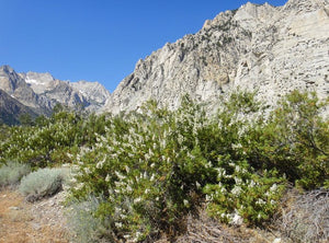 Chamaebatiaria millefolium- Fern Bush