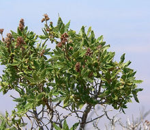 Load image into Gallery viewer, Chamaebatiaria millefolium- Fern Bush
