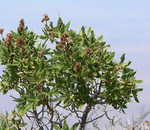 Chamaebatiaria millefolium- Fern Bush