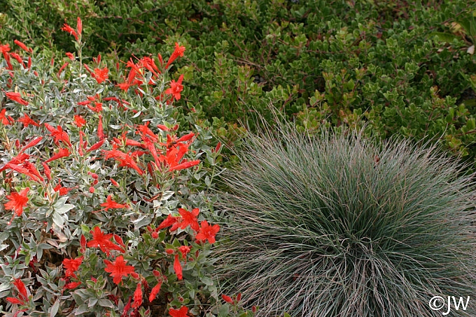 Festuca idahoensis 'Muse Meadow' - Muse Meadow Idaho Fescue