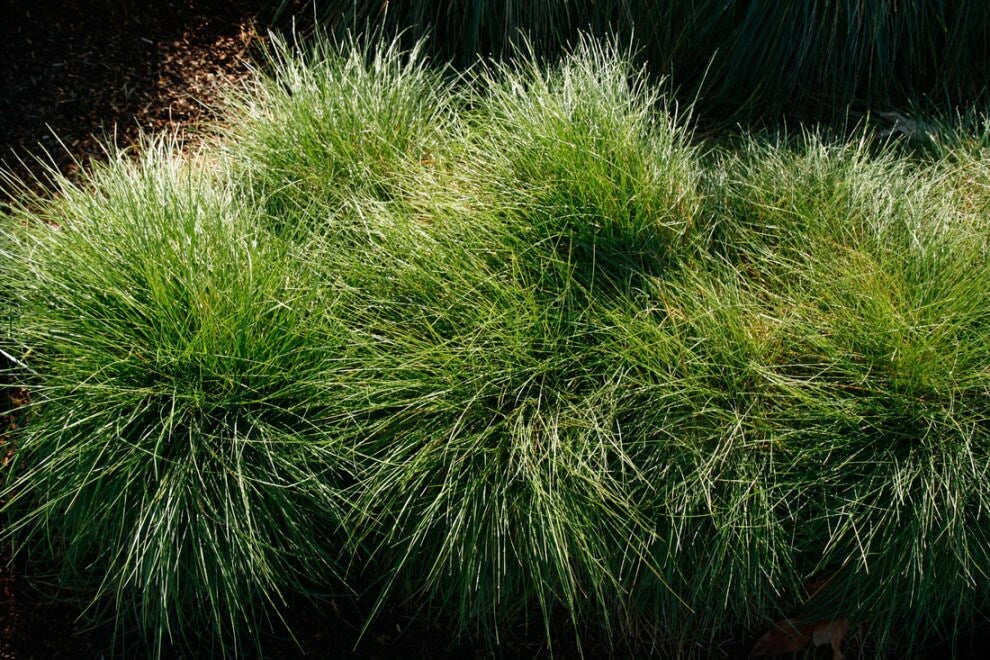 Festuca rubra 'Molate' - Molate Creeping Red Fescue