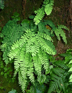 Adiantum aleuticum - Five-Finger Fern