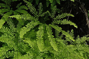 Adiantum aleuticum - Five-Finger Fern