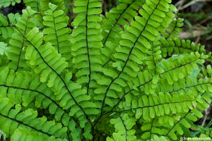 Adiantum aleuticum - Five-Finger Fern