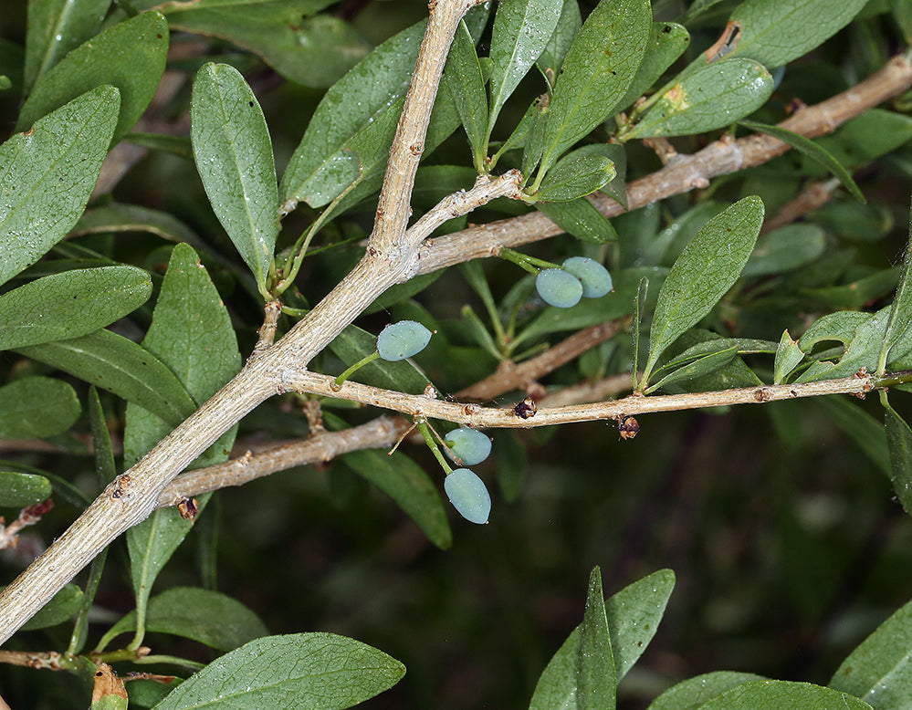 Forestiera pubescens - Desert Olive