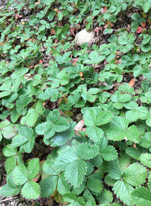 Fragaria vesca 'Montana de Oro' - Montana de Oro Woodland Strawberry