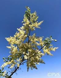 Fraxinus dipetala - California Ash