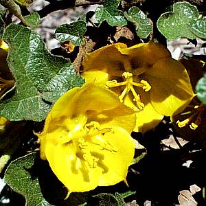 Fremontodendron 'Dara's Gold' - Dara's Gold Flannelbush