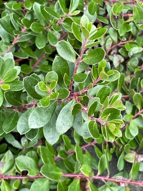 Arctostaphylos x media 'Garcia River' - Garcia River Manzanita