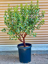 Load image into Gallery viewer, Arctostaphylos manzanita &#39;Hood Mountain&#39; - Hood Mountain Manzantia
