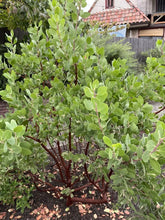 Load image into Gallery viewer, Arctostaphylos manzanita &#39;Dr. Hurd&#39; - Dr. Hurd Manzanita
