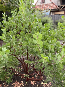 Arctostaphylos manzanita 'Dr. Hurd' - Dr. Hurd Manzanita