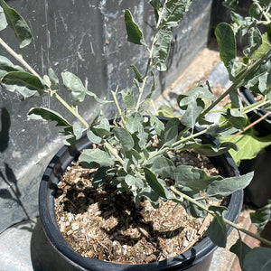 Atriplex lentiformis 'Island Form' - Island Form Saltbush