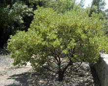 Load image into Gallery viewer, Arctostaphylos manzanita &#39;Dr. Hurd&#39; - Dr. Hurd Manzanita
