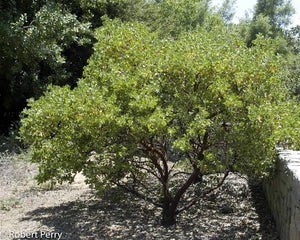 Arctostaphylos manzanita 'Dr. Hurd' - Dr. Hurd Manzanita