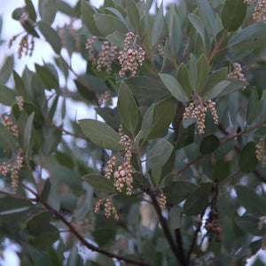 Arctostaphylos manzanita 'Ishi Pishi' - Ishi Pishi Manzanita