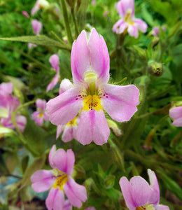 Mimulus lewisii x cardinalis-Lewis' Monkey Flower