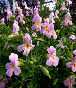 Mimulus lewisii x cardinalis-Lewis' Monkey Flower