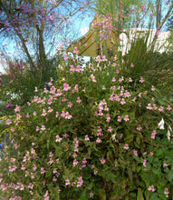 Load image into Gallery viewer, Mimulus lewisii x cardinalis-Lewis&#39; Monkey Flower
