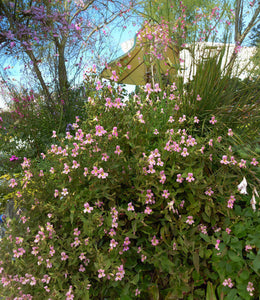 Mimulus lewisii x cardinalis-Lewis' Monkey Flower