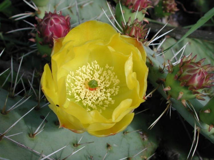 Opuntia littoralis - Coast Prickly Pear – Santa Barbara Botanic Garden