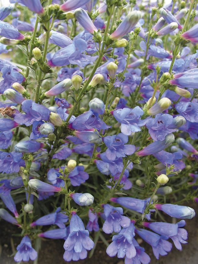 Penstemon heterophyllus 'Electric Blue' - Electric Blue Foothill Penstemon