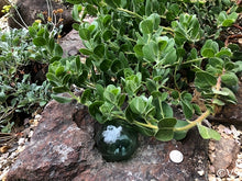 Load image into Gallery viewer, Arctostaphylos x media &#39;Peter Ehrlich&#39; - Peter Ehrlich Manzanita
