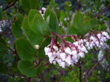 Load image into Gallery viewer, Arctostaphylos rainbowensis - Rainbow Manzanita
