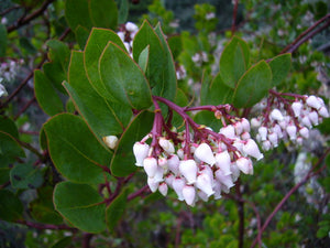 Arctostaphylos rainbowensis - Rainbow Manzanita