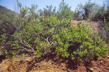 Load image into Gallery viewer, Arctostaphylos rainbowensis - Rainbow Manzanita
